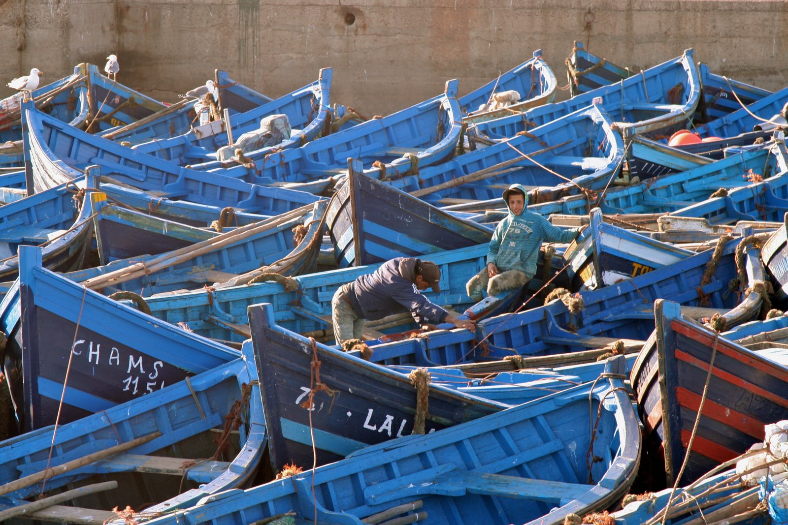 Blue wooden fishing boats packed tightly in Essaouira harbour below a stone quay wall, with two fishermen working among them and gulls perched on the bows