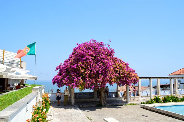 A flowering bougainvillea and pergola on the terrace of the Miradouro de Santa Luzia.