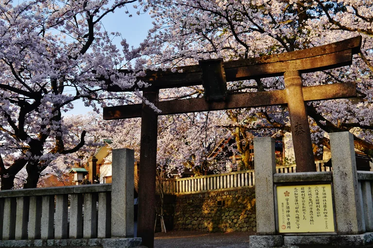 A weathered wooden torii between stone fence posts at Utasu Shrine in Kanazawa, under cherry trees in full blossom in low evening light, with a stone lantern, a white building and the shrine's yellow notice board on the wall at the right.