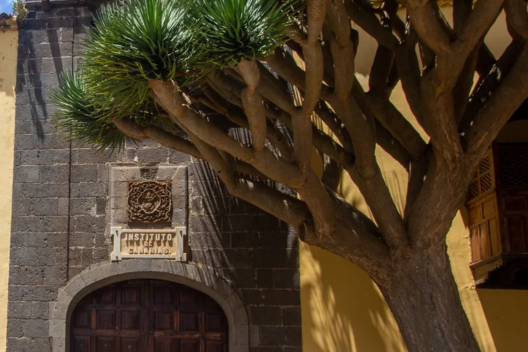 A dragon tree spreading its branches before the dark stone tower of the old Augustinian convent, with a carved stone plaque reading Instituto de Canarias over an arched wooden door.