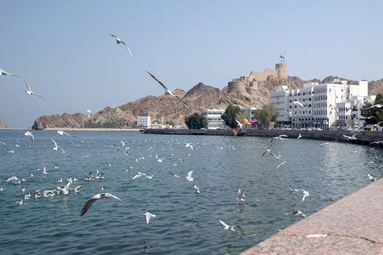 Gulls flying over the bay of Mutrah seen from the sea wall of the corniche, with Mutrah Fort on its rocky ridge and white buildings along the shore beyond.