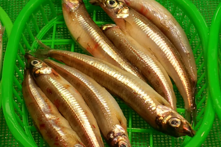 Small silvery fish with large eyes laid side by side in a round green plastic basket on a green mesh tray, with more baskets of fish at the edges, at Omicho Market in Kanazawa.