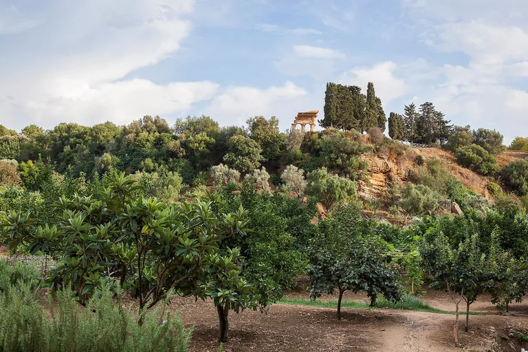 Citrus trees in Kolymbethra Garden below the temple ridge at Agrigento.